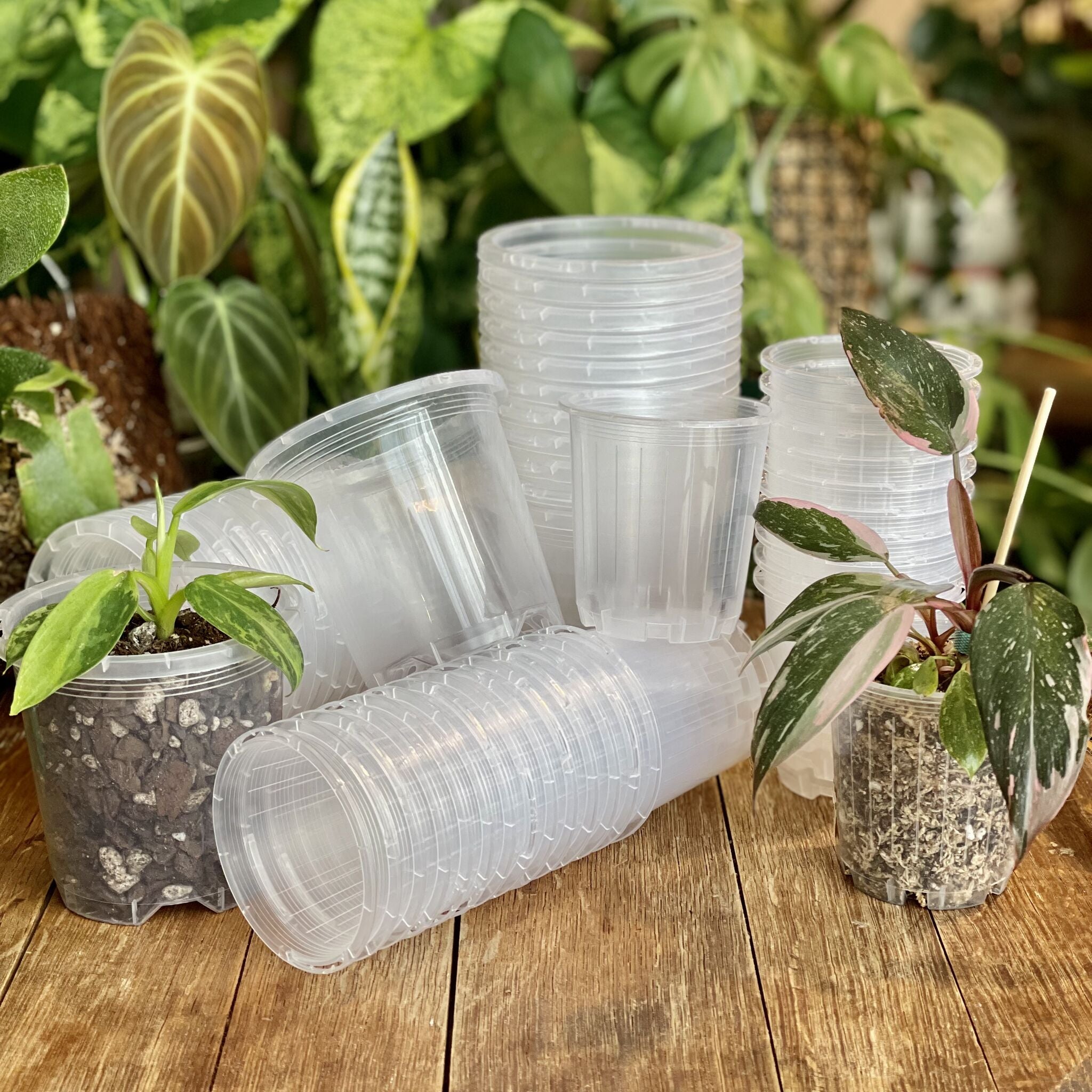 Clear pots for plants