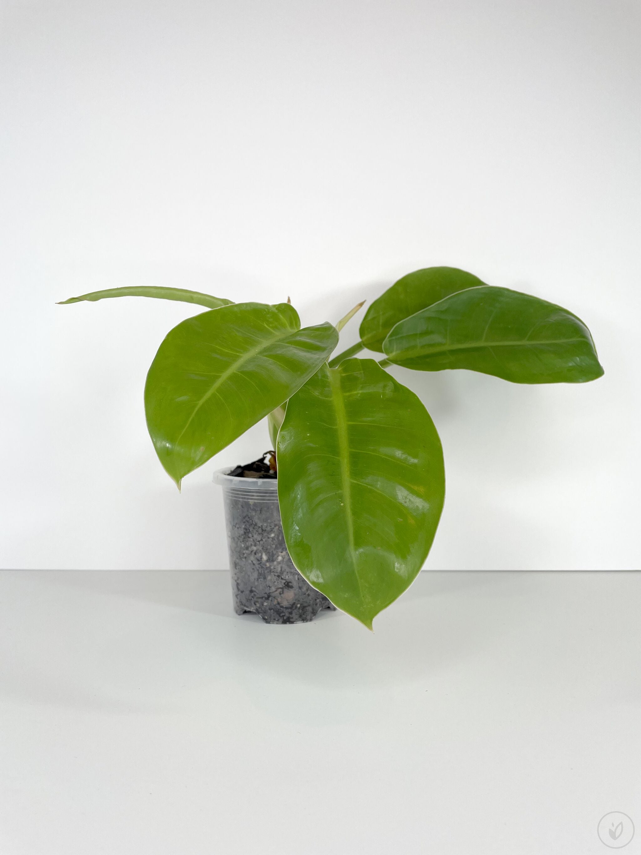 Foliera 17-cm Proven Winners Philodendron Imperial Gold OP